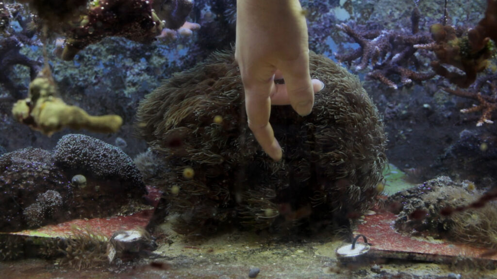Coral Heart ~ Coral Choir, artwork by Juan Pablo Pacheco on coral-reef regeneration at the Ocean2100