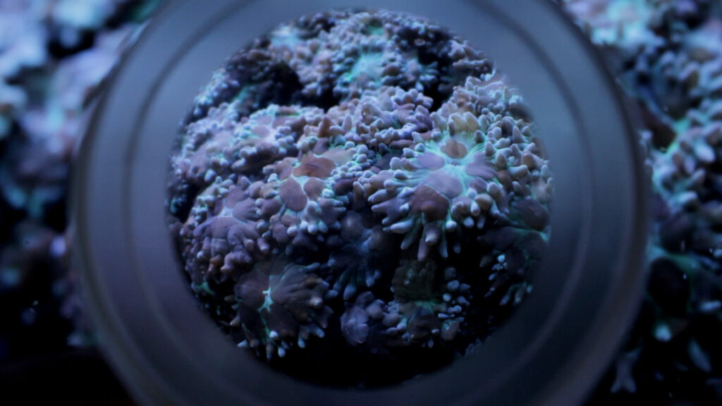 Coral Heart ~ Coral Choir, artwork by Juan Pablo Pacheco on coral-reef regeneration at the Ocean2100