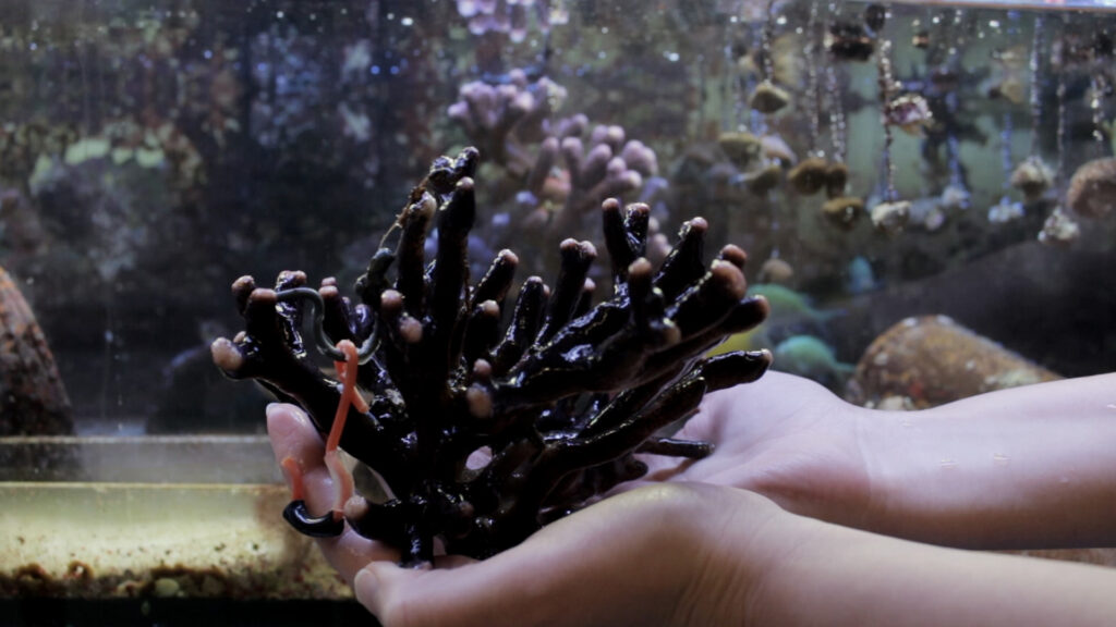 Coral Heart ~ Coral Choir, artwork by Juan Pablo Pacheco on coral-reef regeneration at the Ocean2100